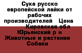 Сука русско-европейской лайки от рабочих производителей › Цена ­ 15 000 - Кировская обл., Юрьянский р-н Животные и растения » Собаки   
